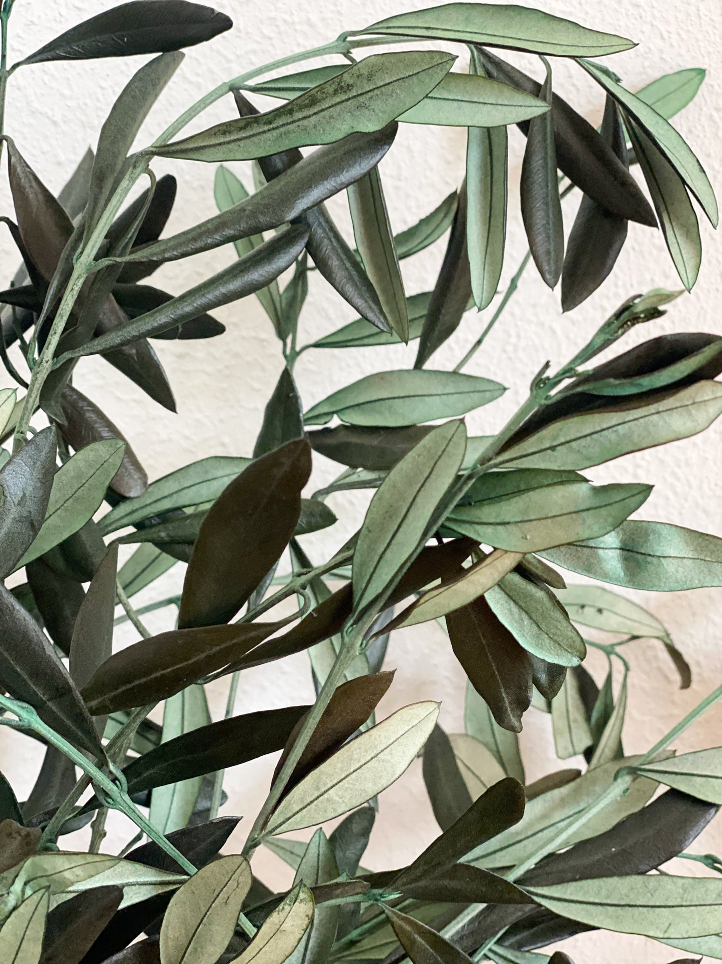 Konservierte Olivenzweige, Olive als Trockenblumen