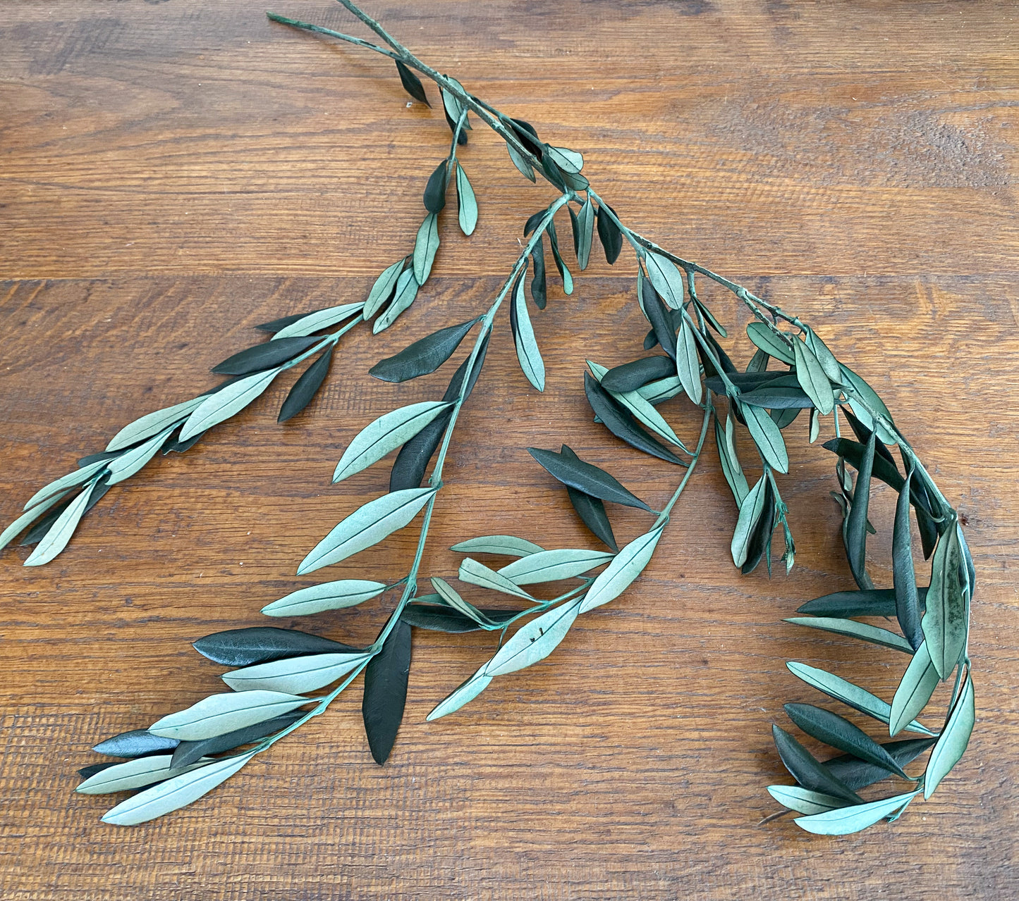 Konservierte Olivenzweige, Olive als Trockenblumen