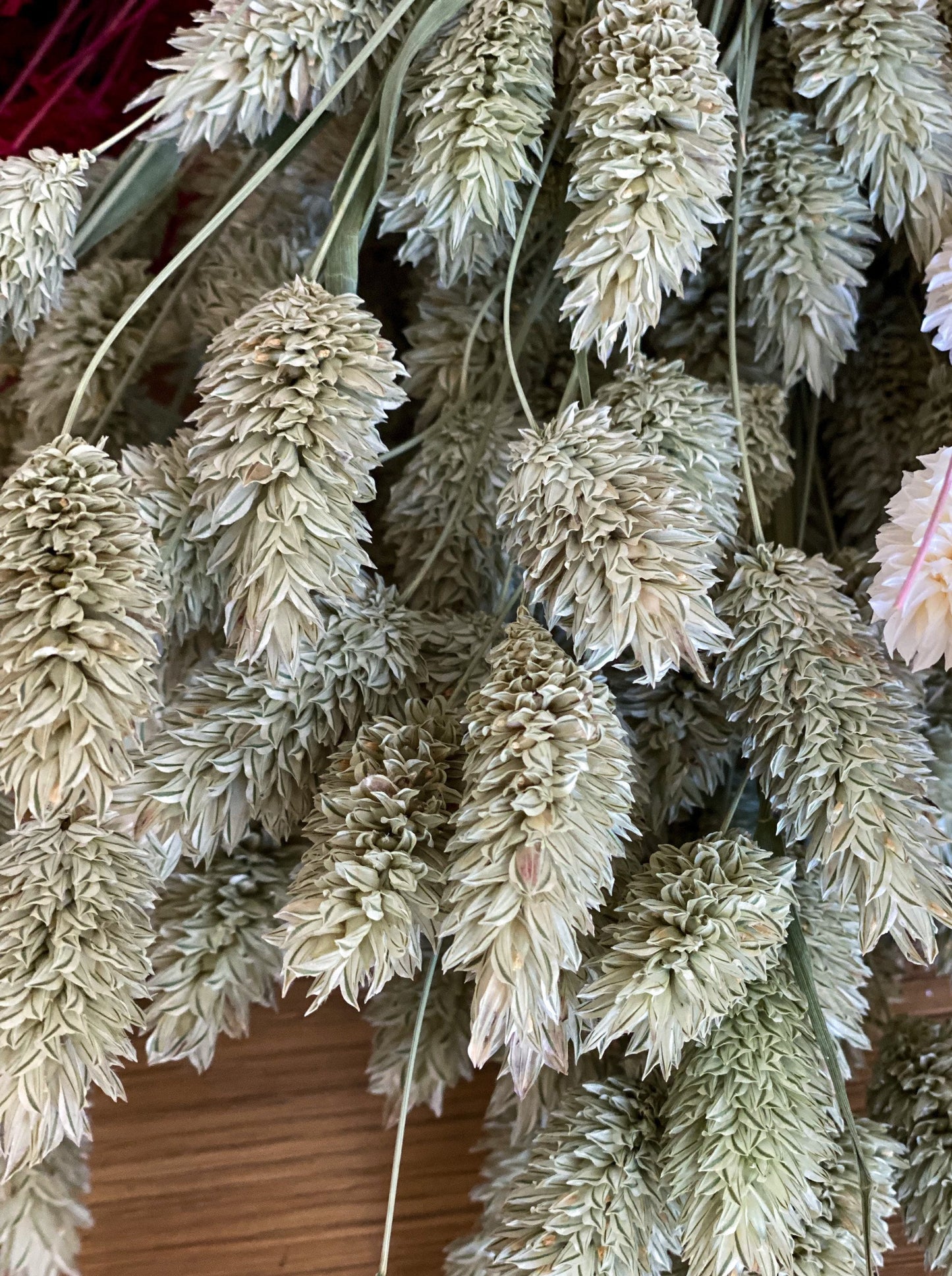 Phalaris in verschiedenen Farben Trockenblumen für Wohndekor oder Trockenblumenarrangements