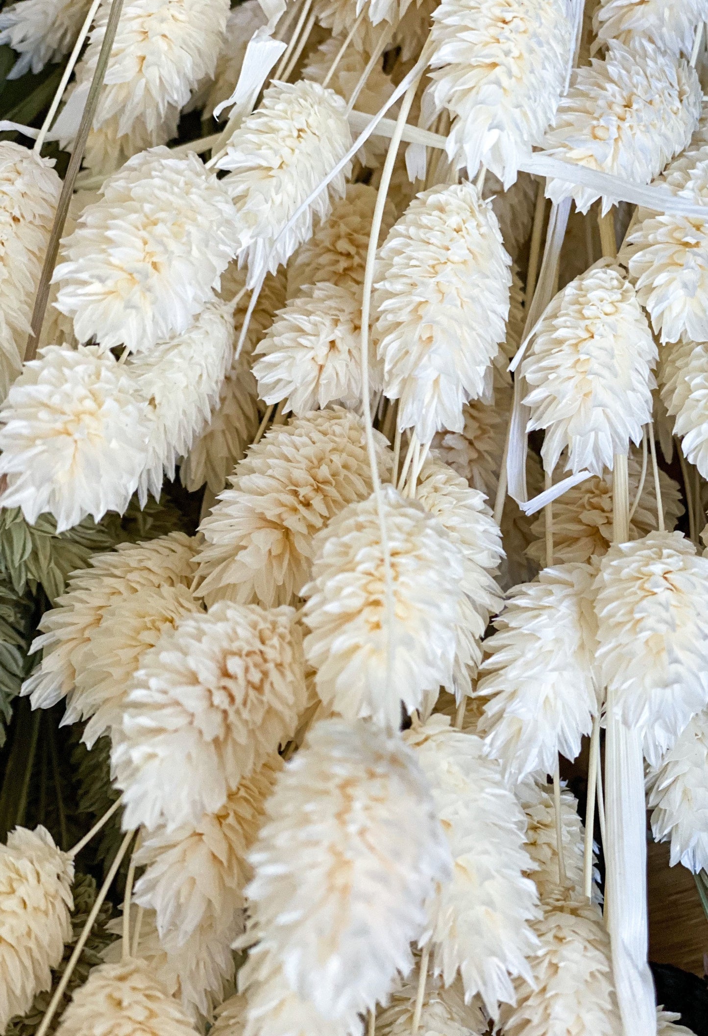 Phalaris in verschiedenen Farben Trockenblumen für Wohndekor oder Trockenblumenarrangements
