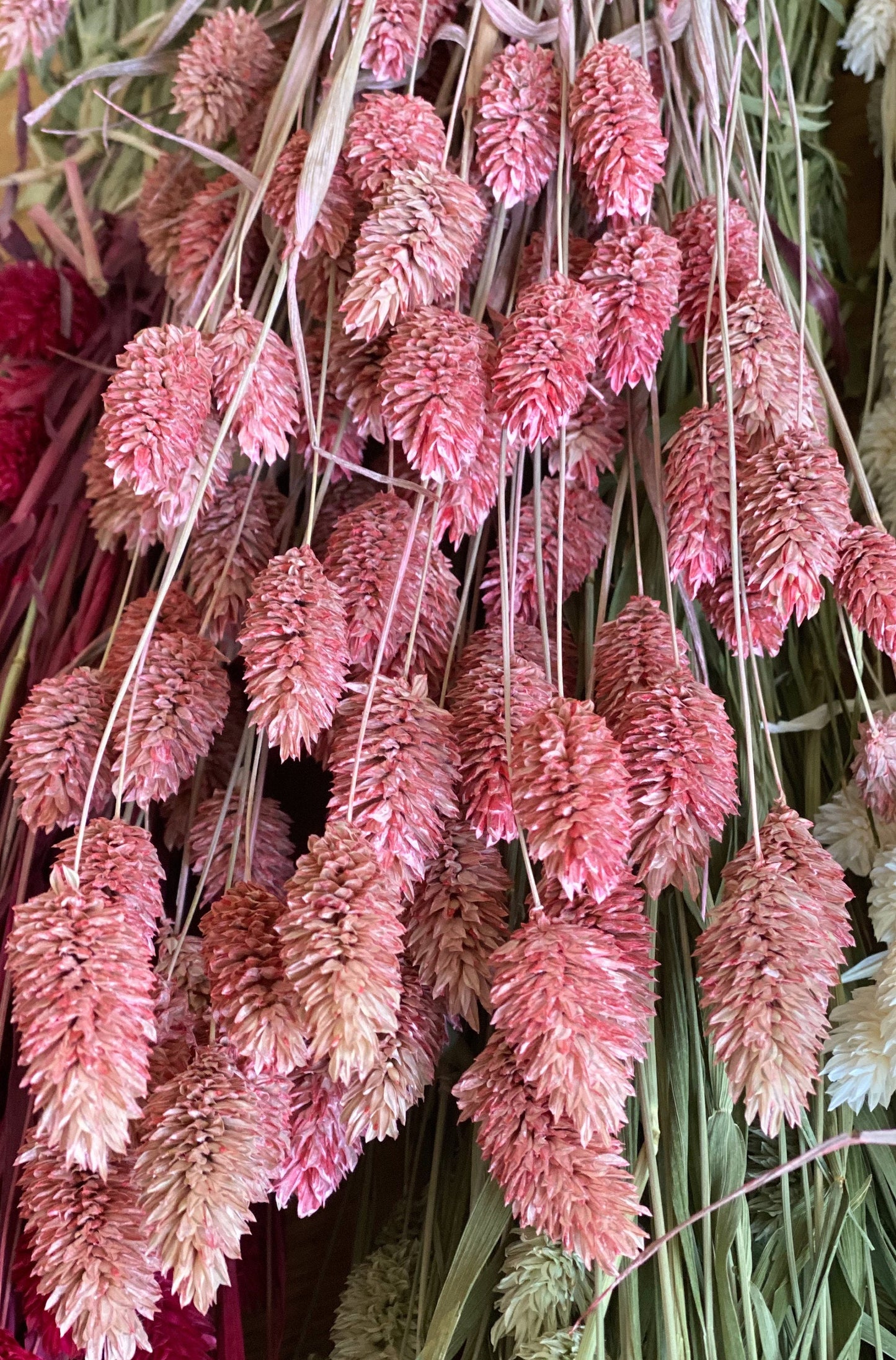 Phalaris in verschiedenen Farben Trockenblumen für Wohndekor oder Trockenblumenarrangements