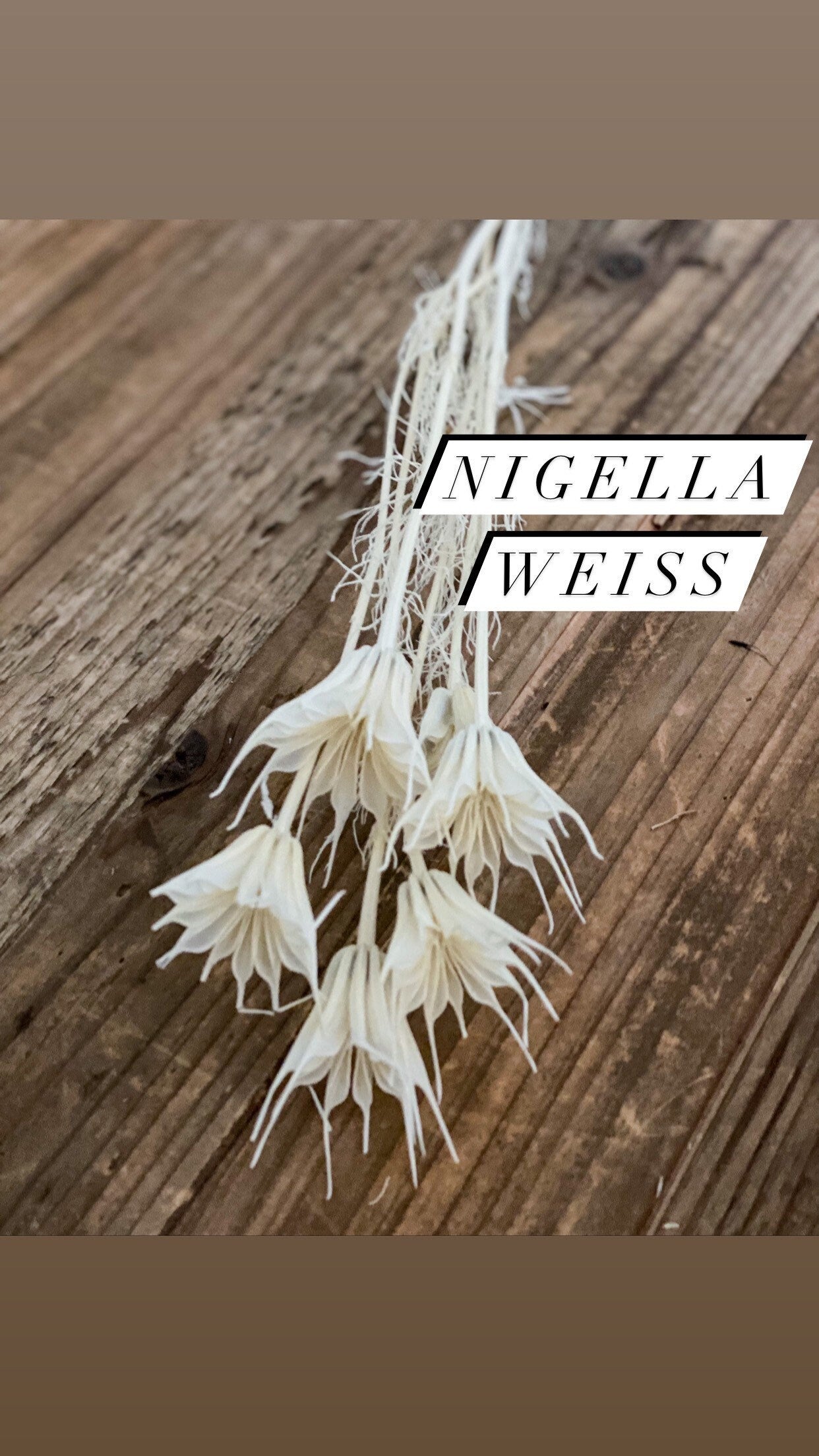 Trockenblumen in Weiß und Beige in kleinen Mengen für Wohndekor oder Trockenblumenarrangements