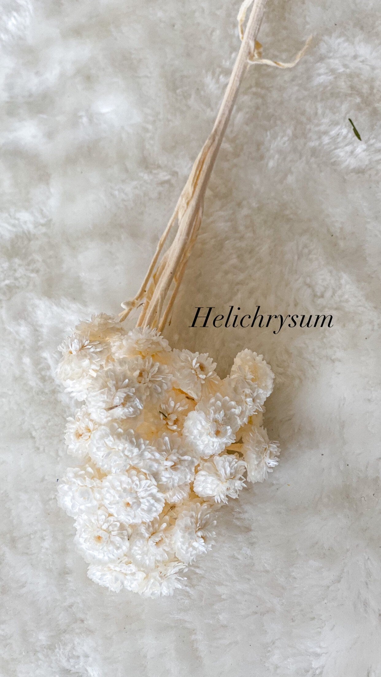 Trockenblumen in verschiedenen Farben und kleinen Mengen für Wohndekor oder Trockenblumenarrangements