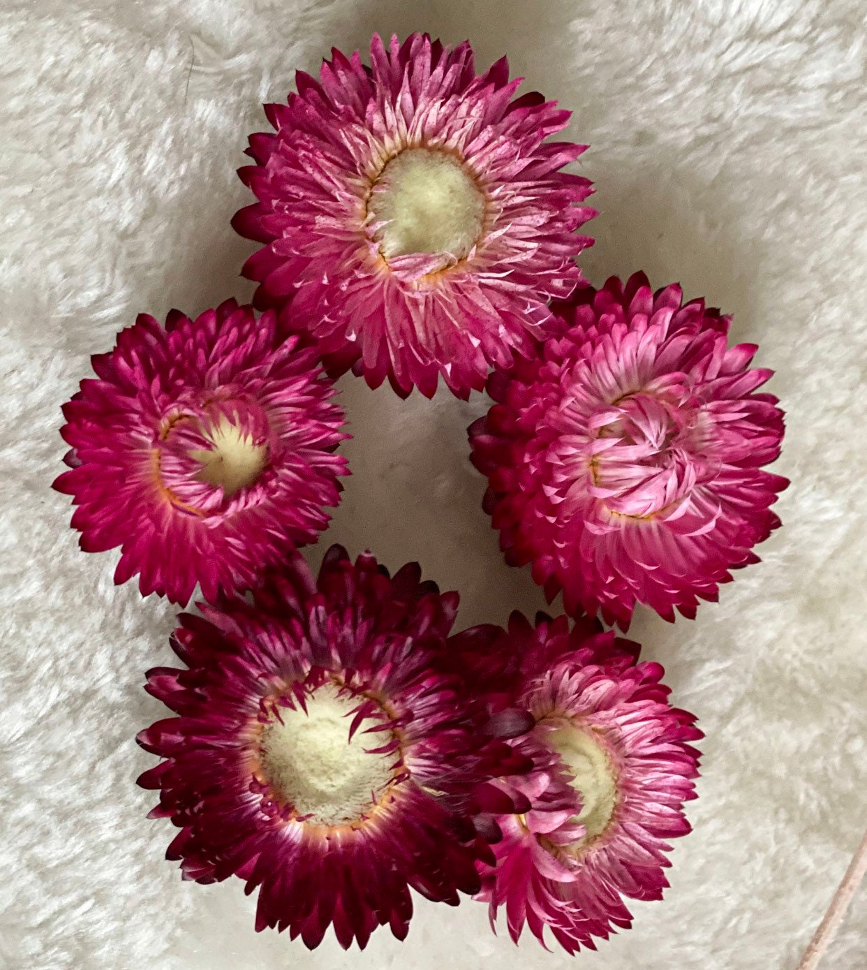 Strohblumen, Xxl-Strauß oder kleine Menge, DIY Trockenblumen, inverschiedenen Farben, DIY-Trockenblumenstrauß, DIY-Trockenblumenkranz