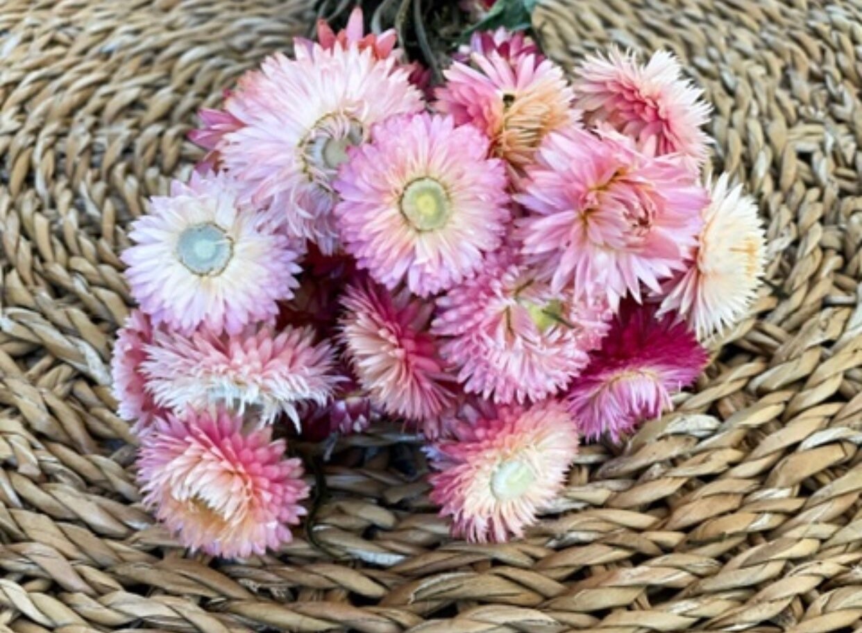 Strohblumen, Xxl-Strauß oder kleine Menge, DIY Trockenblumen, inverschiedenen Farben, DIY-Trockenblumenstrauß, DIY-Trockenblumenkranz