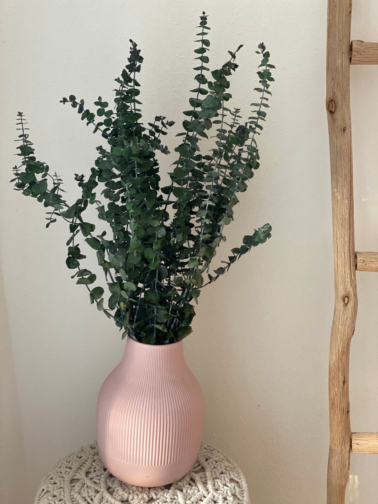 Eukalyptus, Baby-Eukalyptus, konservierter Eukalyptus, Trockenblumen