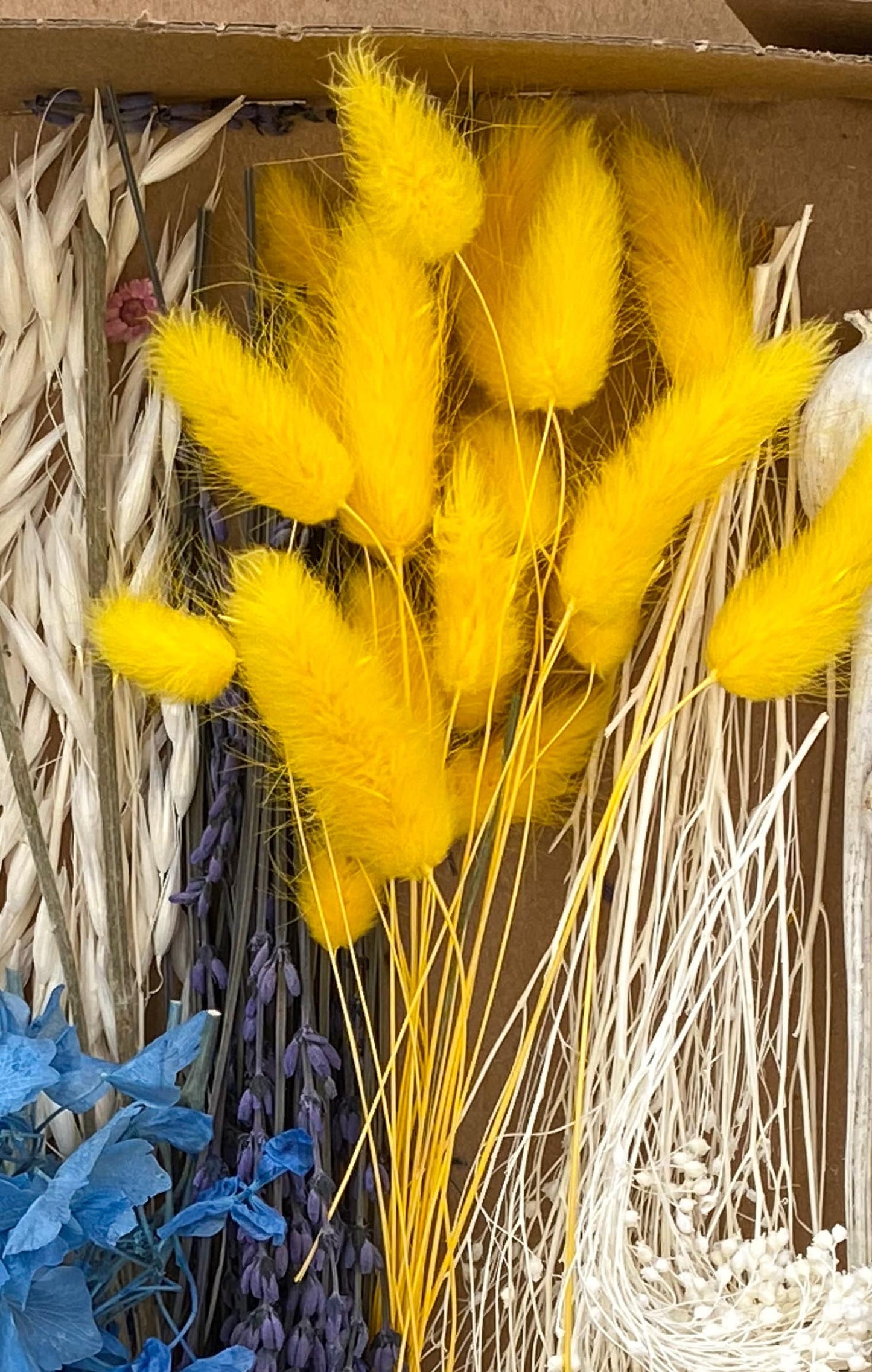 Lagurus in verschiedenen Farben Trockenblumen für Wohndekor oder Trockenblumenarrangements