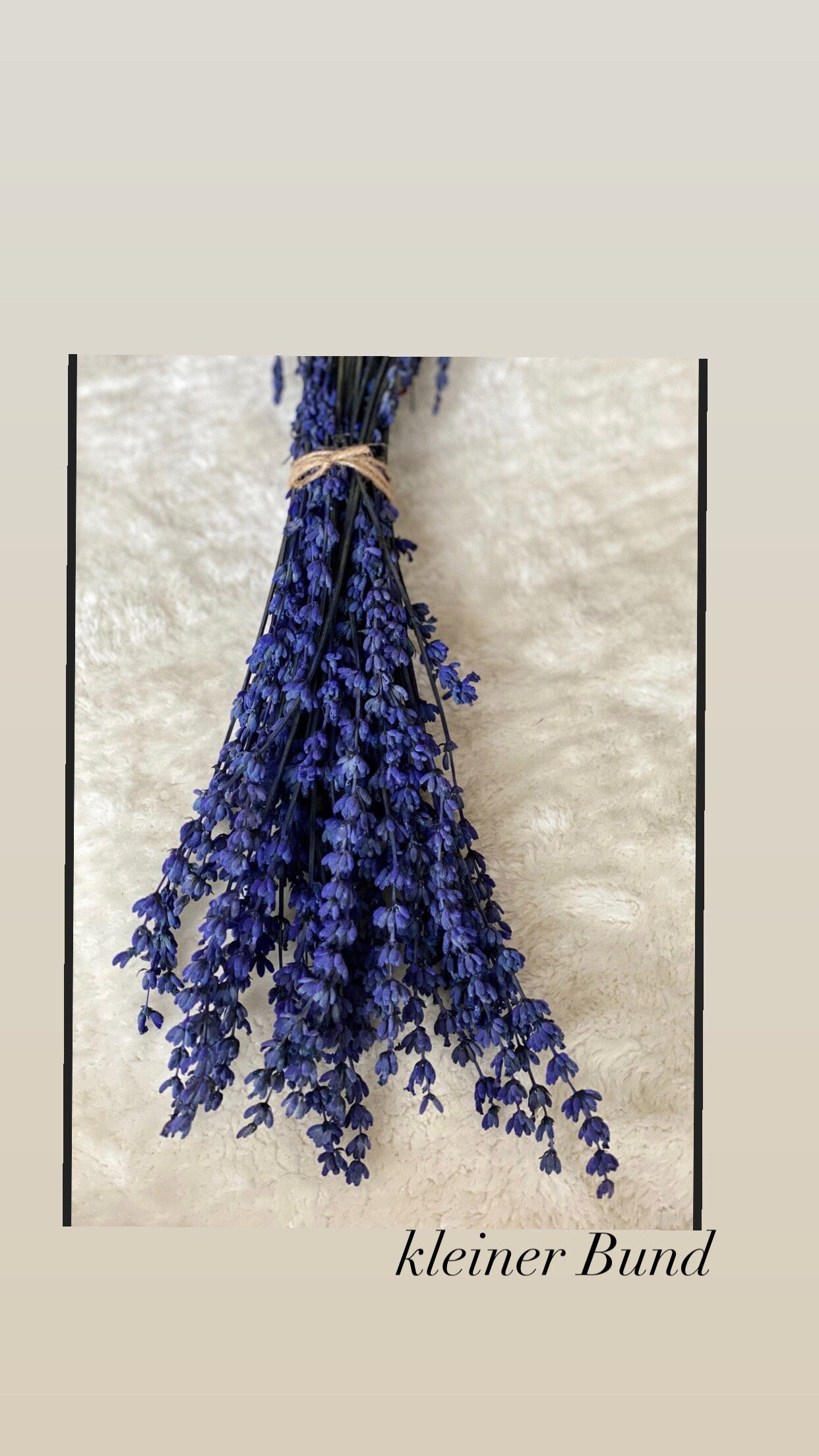 Lavendel, Trockenblumen, konservierter Lavendel in Blau oder Rost-Rot