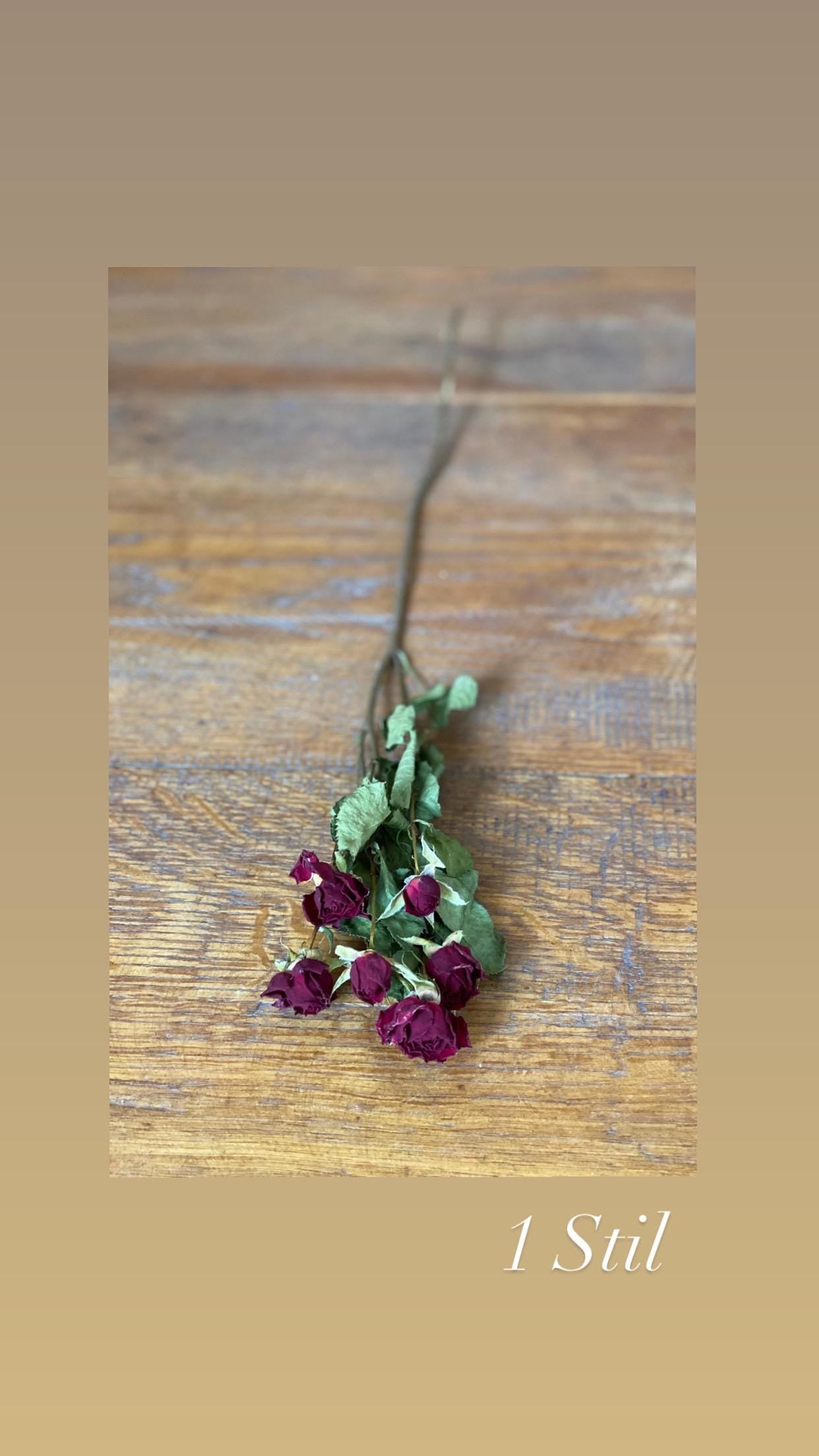 Rose Trockenblumen in Rot oder Rosa großer Bund und kleiner Bund