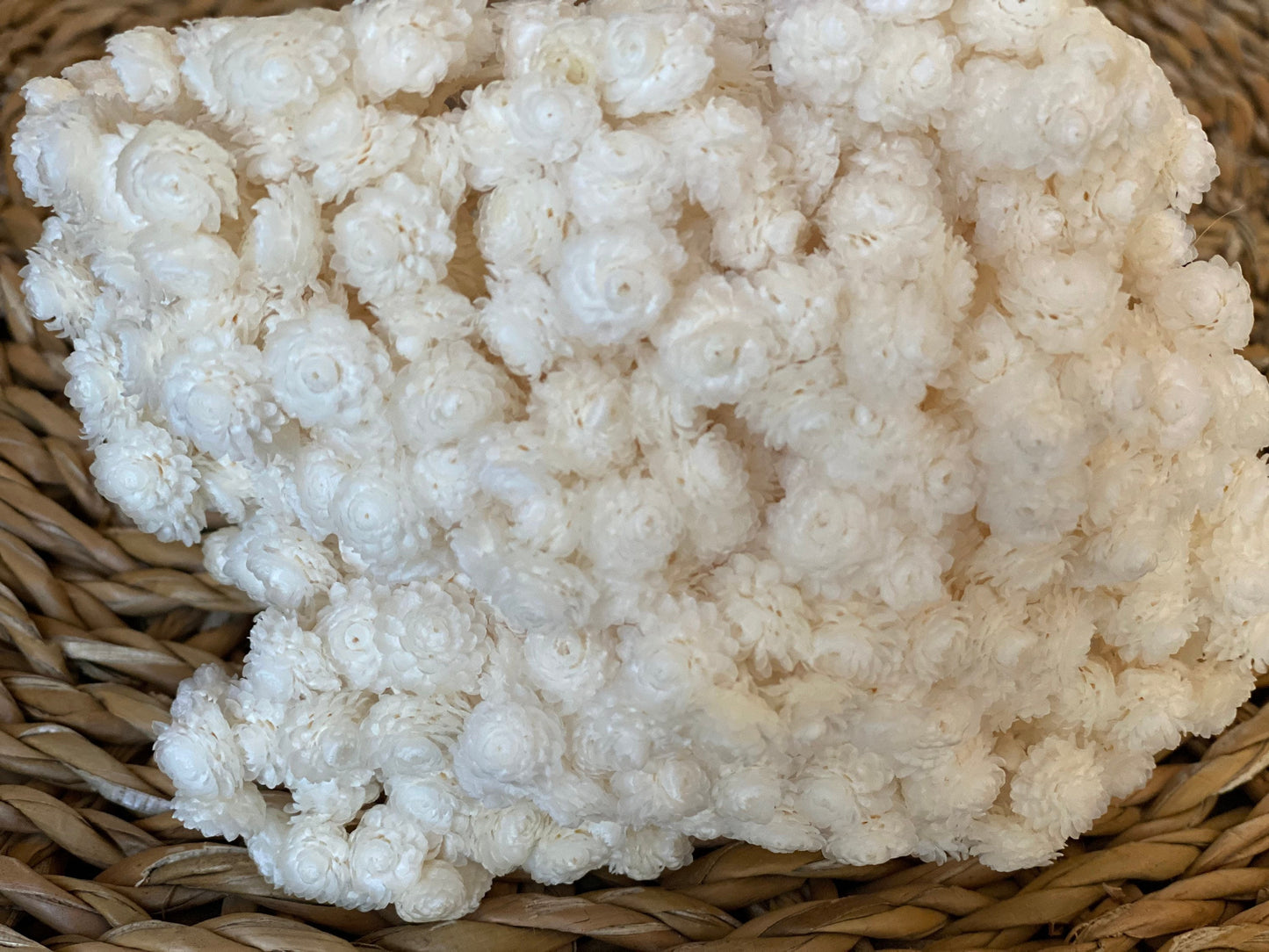 Immortelle Weiß, Helichrysum, italienische Strohblume in Weiß