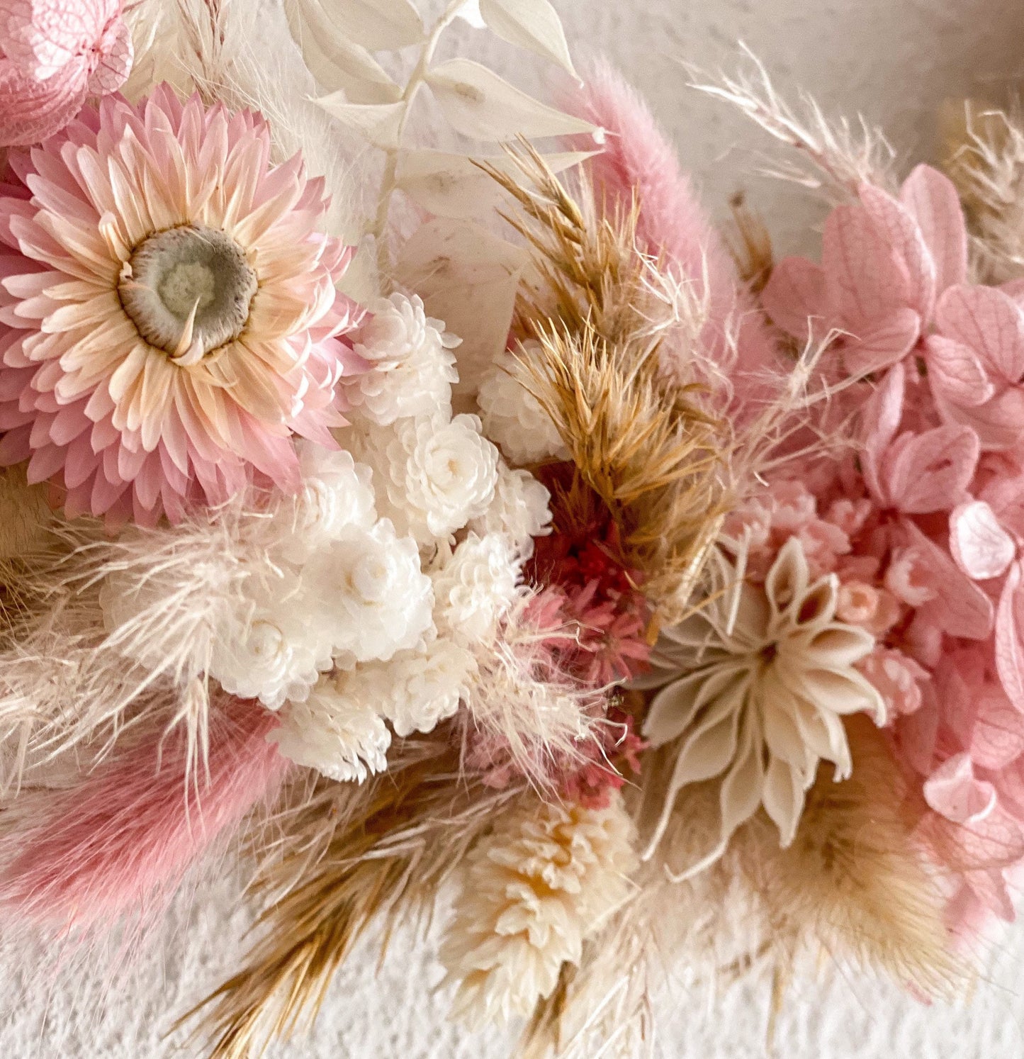 Immortelle Weiß, Helichrysum, italienische Strohblume in Weiß