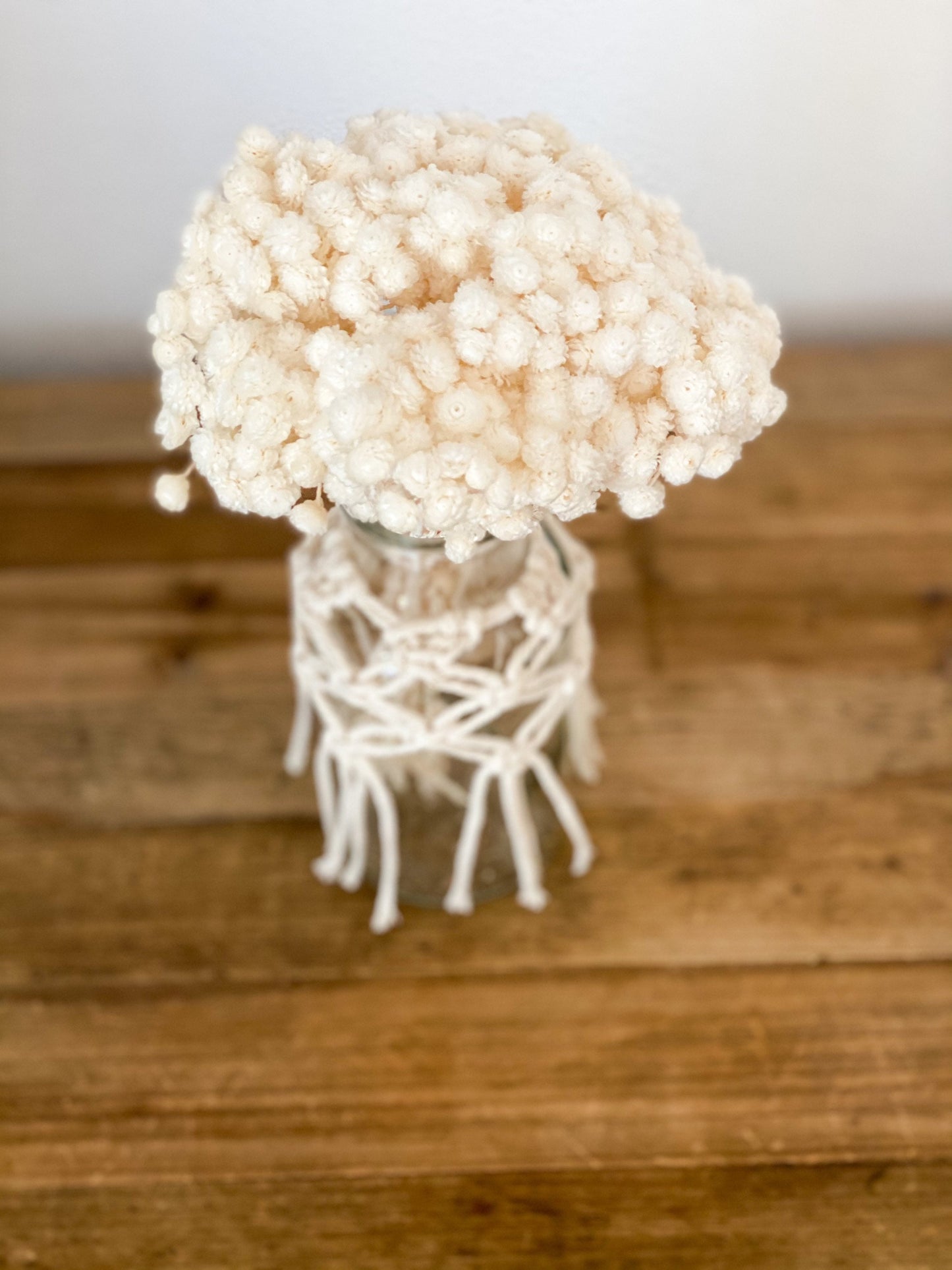 Immortelle Weiß, Helichrysum, italienische Strohblume in Weiß