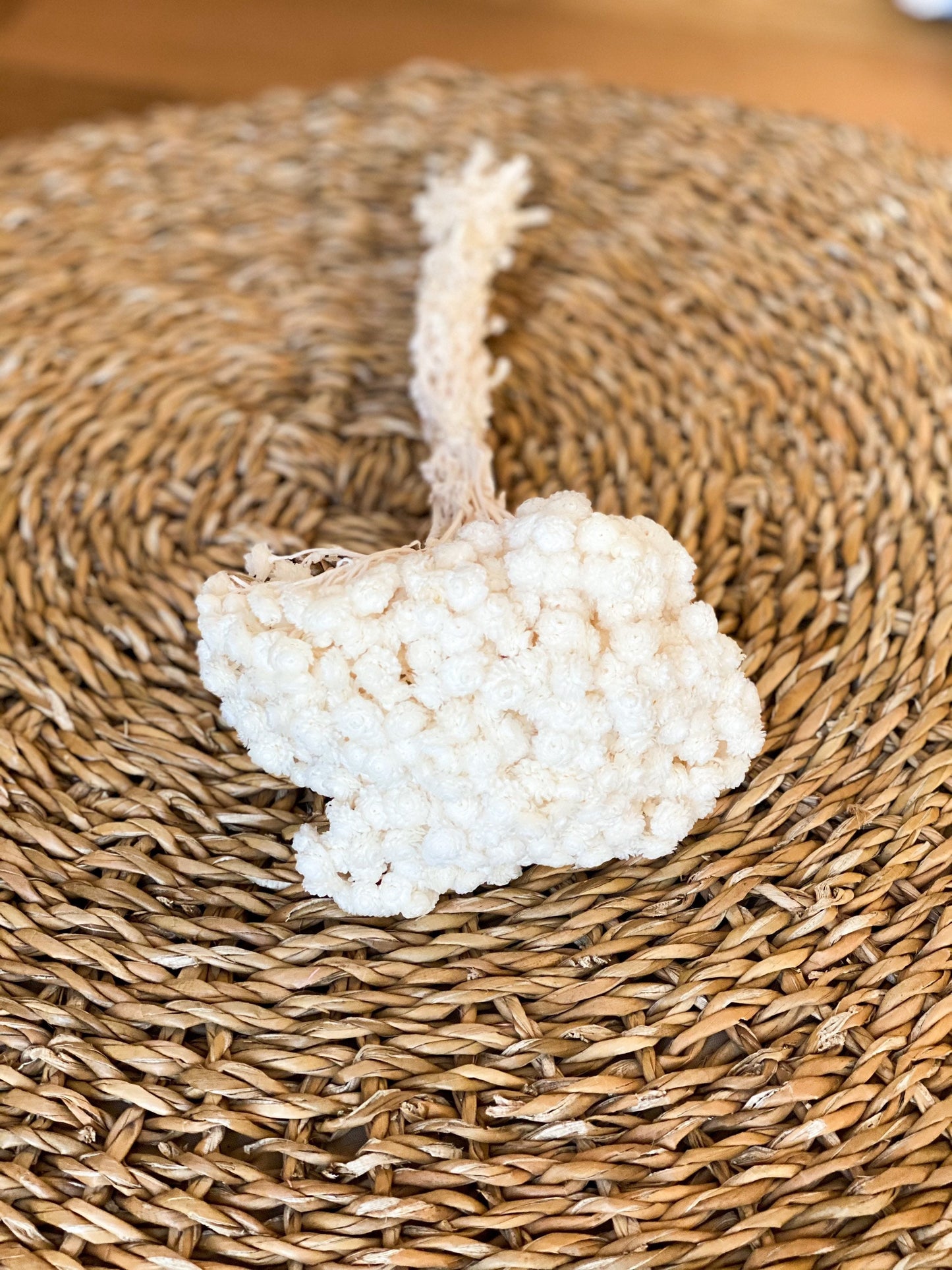 Immortelle Weiß, Helichrysum, italienische Strohblume in Weiß