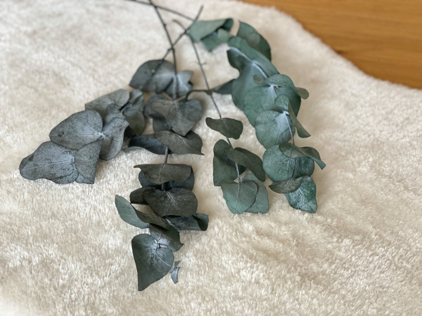 Eukalyptus Cinerea, konservierter Eukalyptus, Trockenblumen