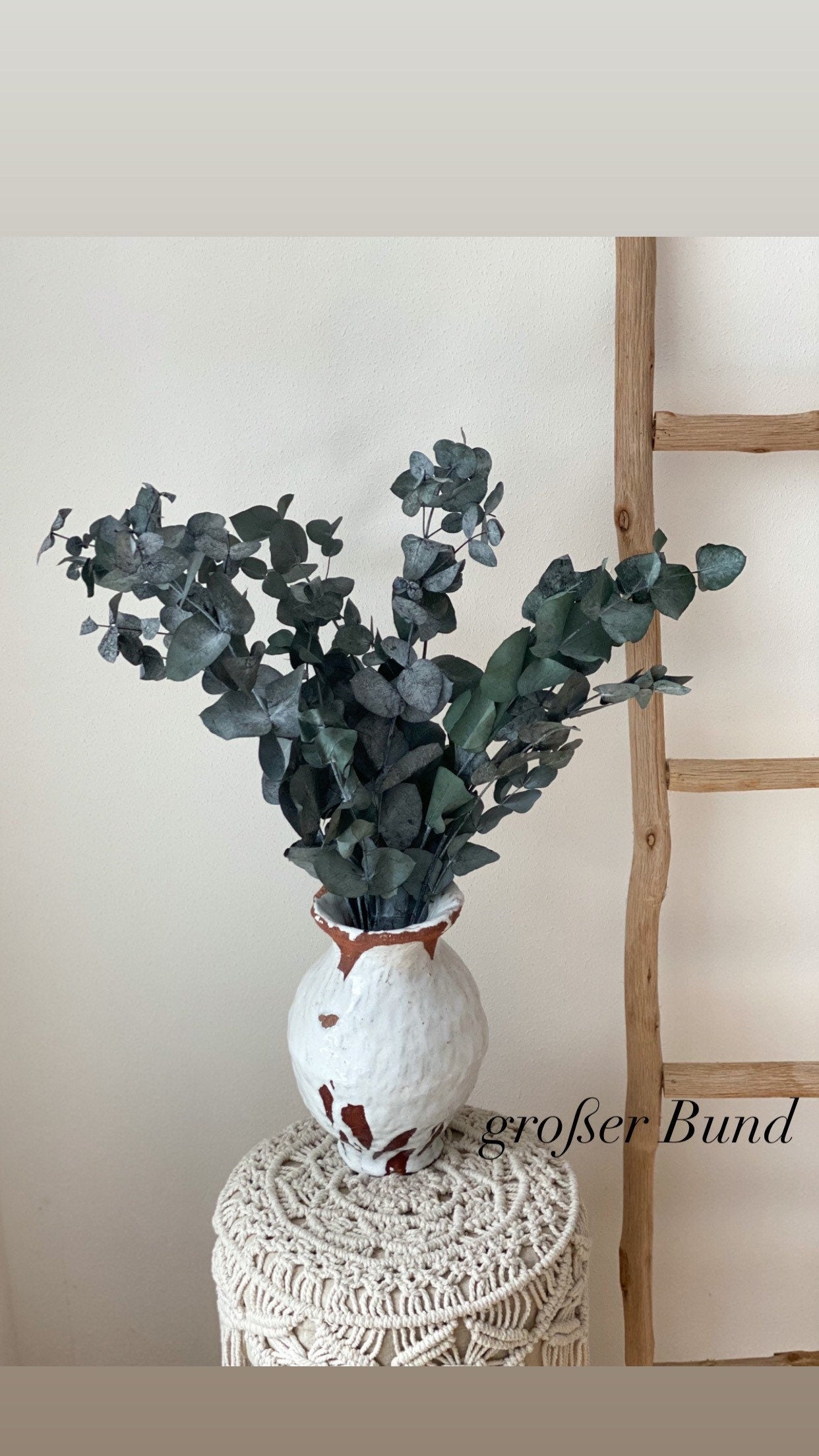 Eukalyptus Cinerea, konservierter Eukalyptus, Trockenblumen