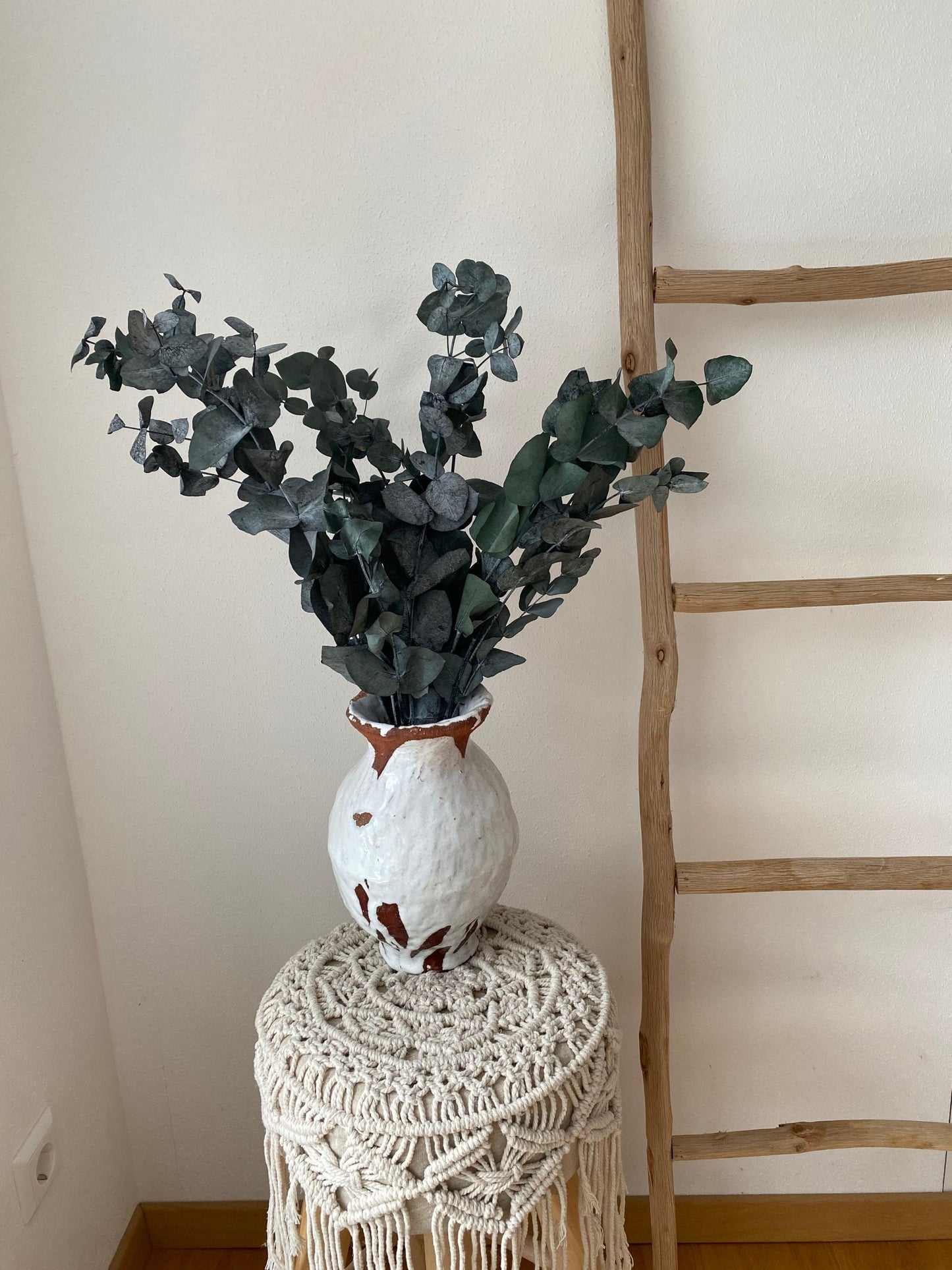 Eukalyptus Cinerea, konservierter Eukalyptus, Trockenblumen