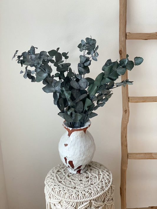 Eukalyptus Cinerea, konservierter Eukalyptus, Trockenblumen