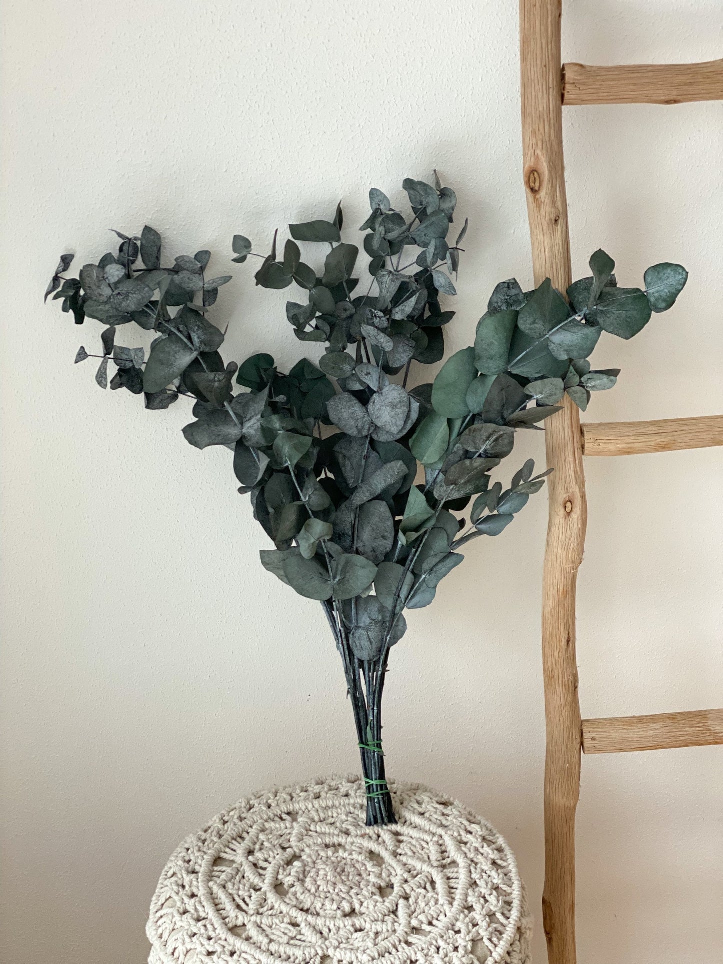 Eukalyptus Cinerea, konservierter Eukalyptus, Trockenblumen