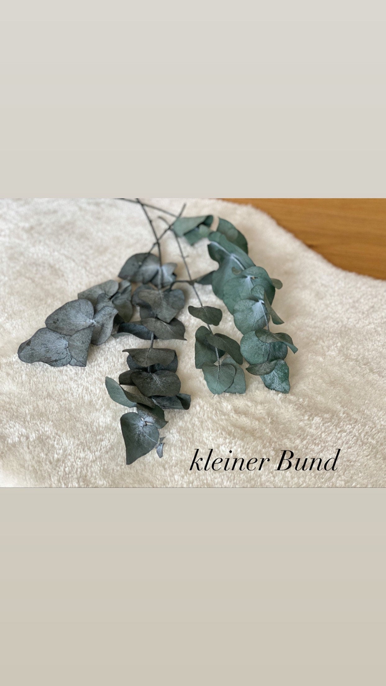 Eukalyptus Cinerea, konservierter Eukalyptus, Trockenblumen