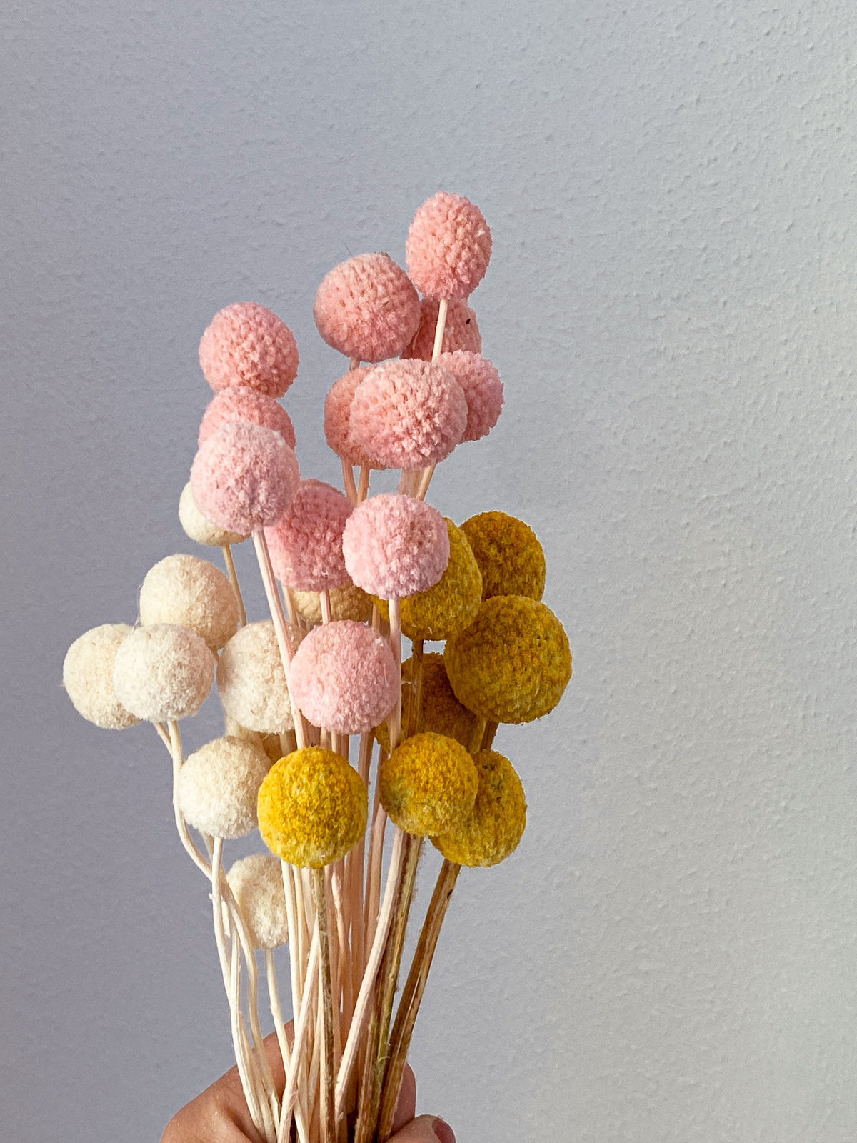 Craspedia, Trockenblumen in kleinen Mengen, DIY Trockenblumen, inversc – Naturlandhandmade