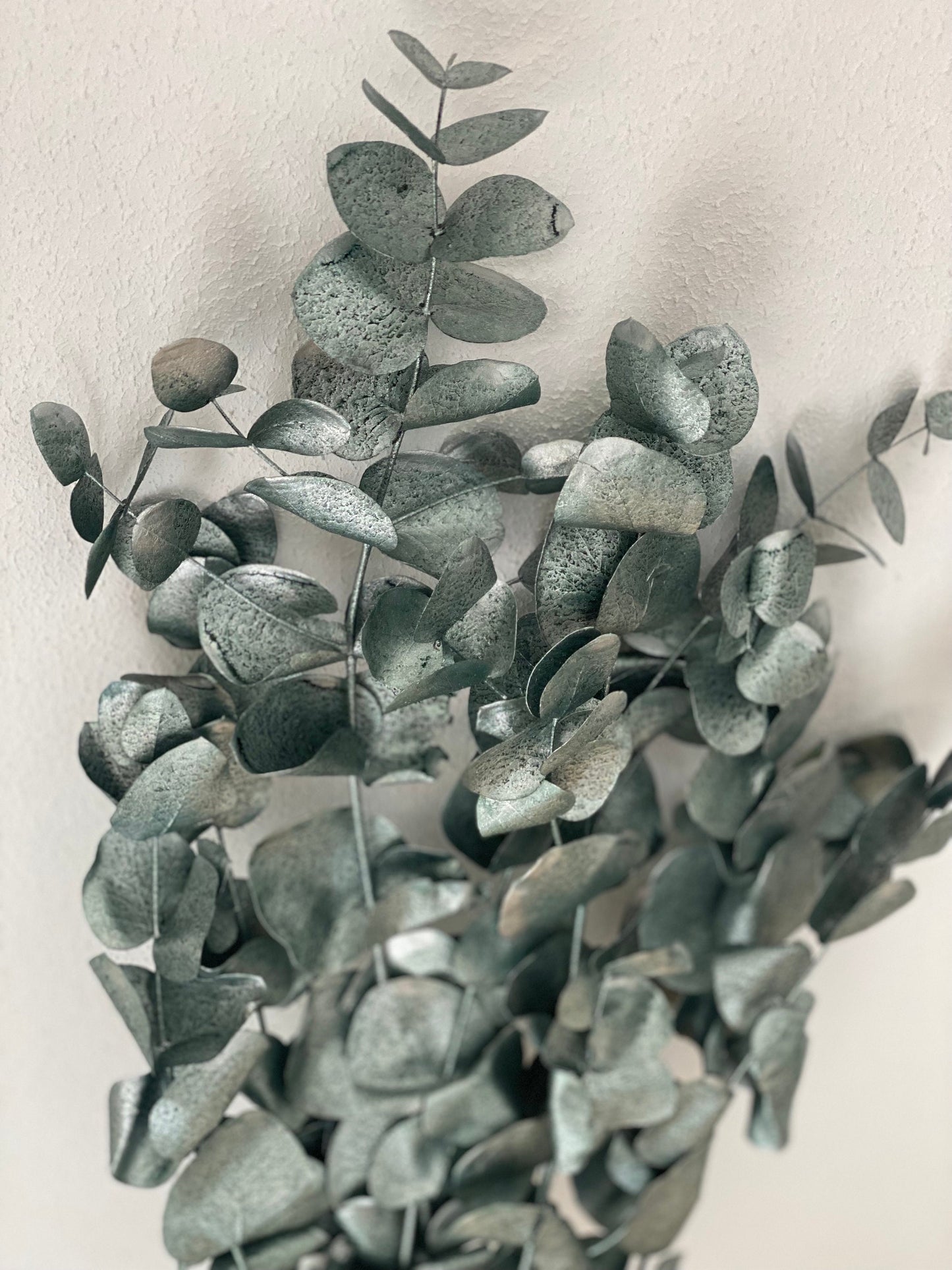Eukalyptus Cinerea grün metallic, konservierter Eukalyptus, Trockenblumen glänzend grün/Silber, Winter