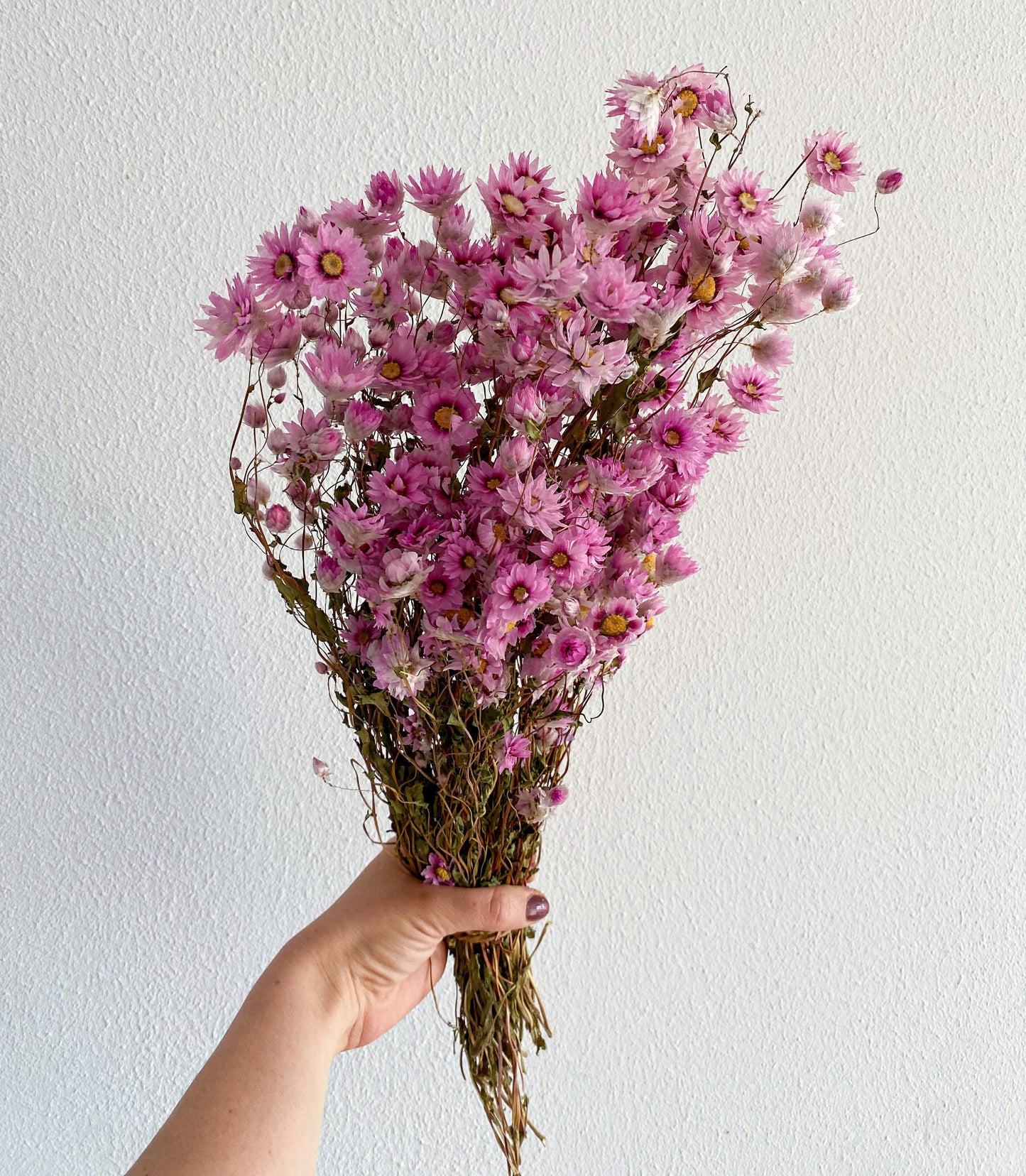 XL-Strauß Rhodante Trockenblumen Weiß oder Rosa  großer Bund