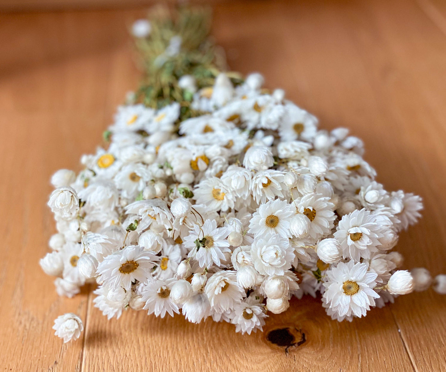 XL-Strauß Rhodante Trockenblumen Weiß oder Rosa  großer Bund