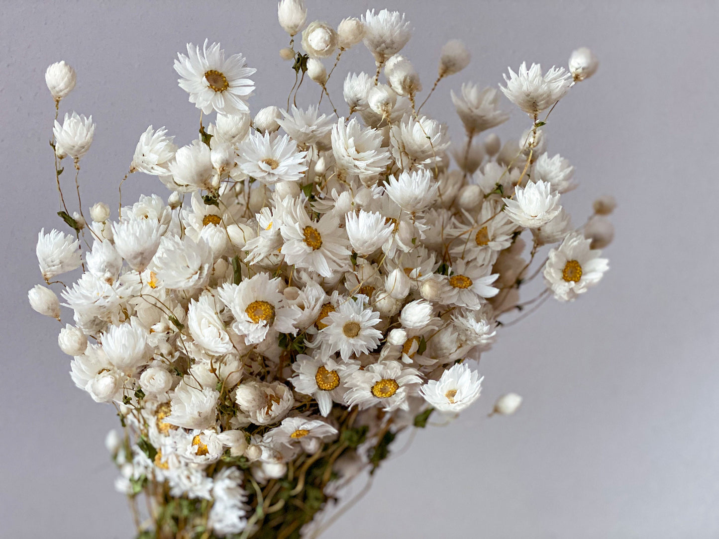 XL-Strauß Rhodante Trockenblumen Weiß oder Rosa  großer Bund