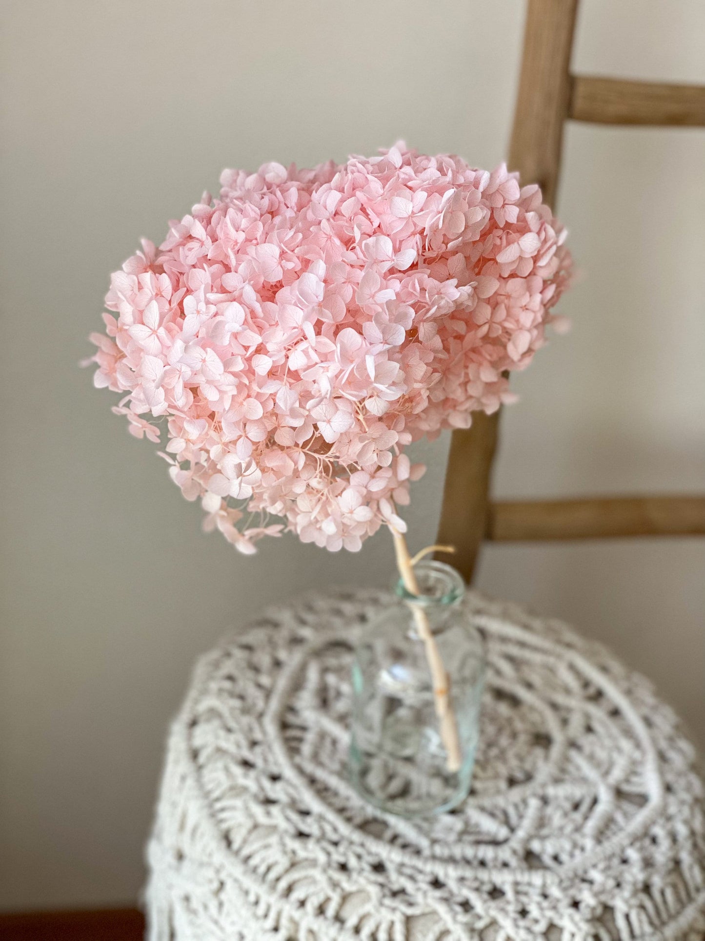 Stabilisierte konservierte Hortensie in Rosa, Trockenblumen