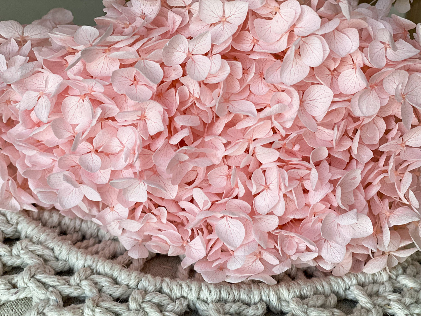 Stabilisierte konservierte Hortensie in Rosa, Trockenblumen