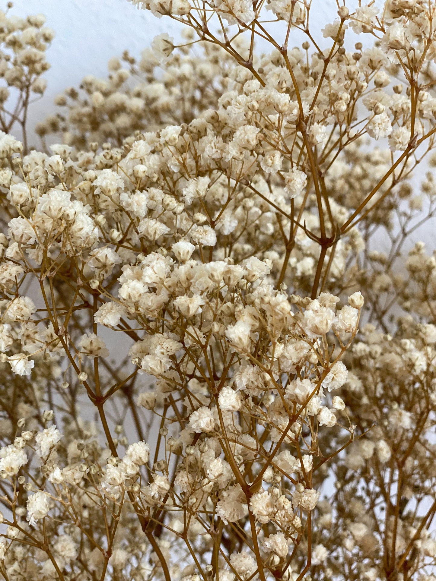Schleierkraut, Gypsophila Weiß oder Rosa  großer Bund oder kleiner Bund, Schleierkraut konserviert