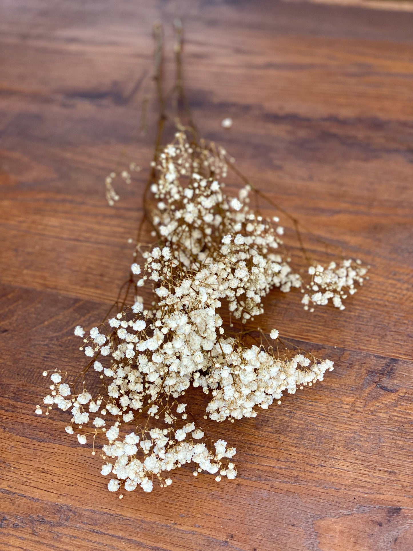 Schleierkraut, Gypsophila Weiß oder Rosa  großer Bund oder kleiner Bund, Schleierkraut konserviert