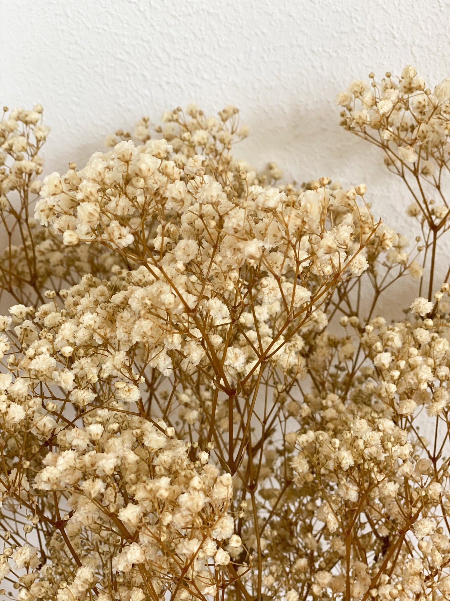 Schleierkraut, Gypsophila Weiß oder Rosa  großer Bund oder kleiner Bund, Schleierkraut konserviert
